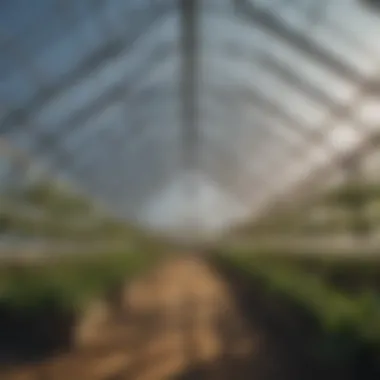 Innovative greenhouse designs optimizing light