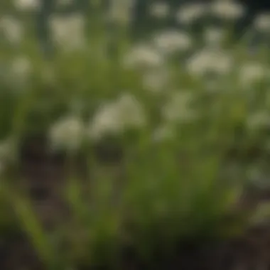 Close-up of early spring lawn weeds with distinctive leaf shapes