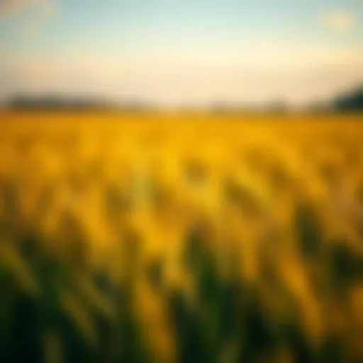Vibrant Wheat Field Vibrant wheat field showcasing effective grass control methods