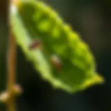 Identifying Whiteflies on Foliage Close-up view of whiteflies on a leaf