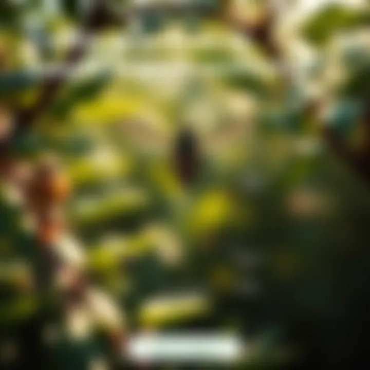 Diagram illustrating cultural practices for plant health