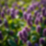 Effective Strategies for Managing Purple Clover Introduction