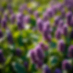 Effective Strategies for Managing Purple Clover Introduction