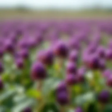 Notable Effective Strategies for Managing Purple Clover Notable Effective Strategies for Managing Purple Clover