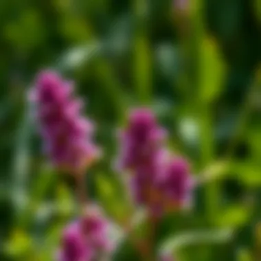 Effective Strategies for Managing Purple Clover Summary Effective Strategies for Managing Purple Clover Summary