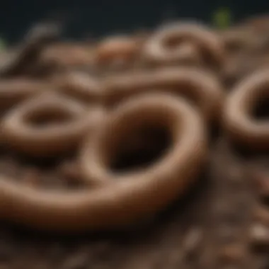Illustration of cutworm lifecycle stages