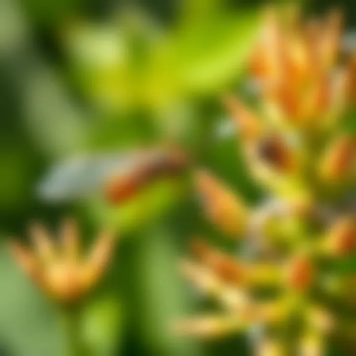 Natural predators of whiteflies in a garden setting