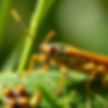 Notable Effective Strategies to Eliminate Grasshoppers from Your Garden Notable Effective Strategies to Eliminate Grasshoppers from Your Garden