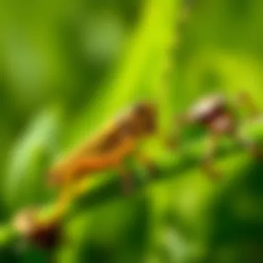 Effective Strategies to Eliminate Grasshoppers from Your Garden Summary Effective Strategies to Eliminate Grasshoppers from Your Garden Summary