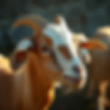 Nutrition for Optimal Goat Health Nutrient-rich feed for healthy goats