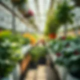 Hydroponic garden setup with diverse plants