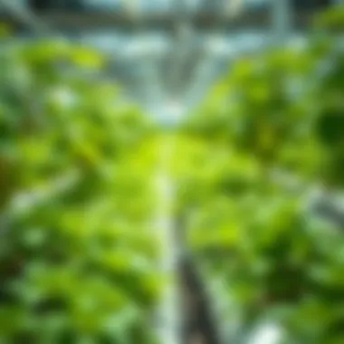 Thriving Plants in Hydroponic Setup Vibrant green plants thriving in hydroponic environment