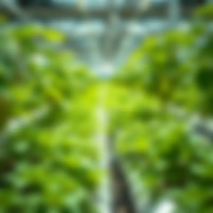 Thriving Plants in Hydroponic Setup Vibrant green plants thriving in hydroponic environment