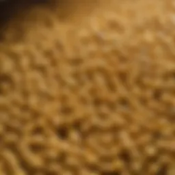 Close-up of corn kernels ready for milling