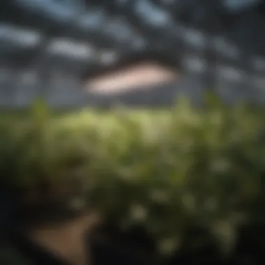 A close-up view of a high-efficiency LED grow light installed in a greenhouse