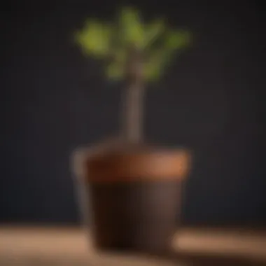 A vibrant baobab seedling thriving in a pot