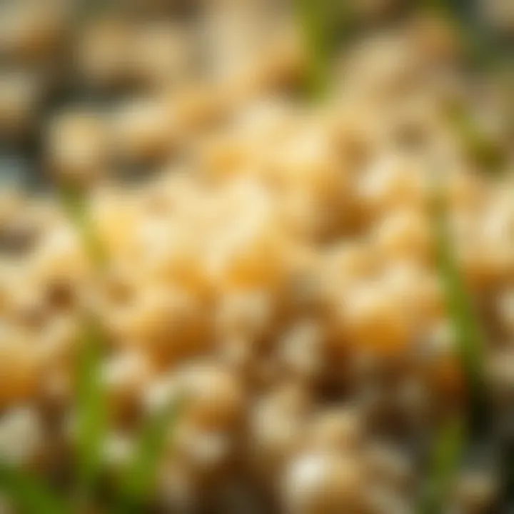 Close-up of Scotts pre-emergent herbicide granules highlighting their formulation.