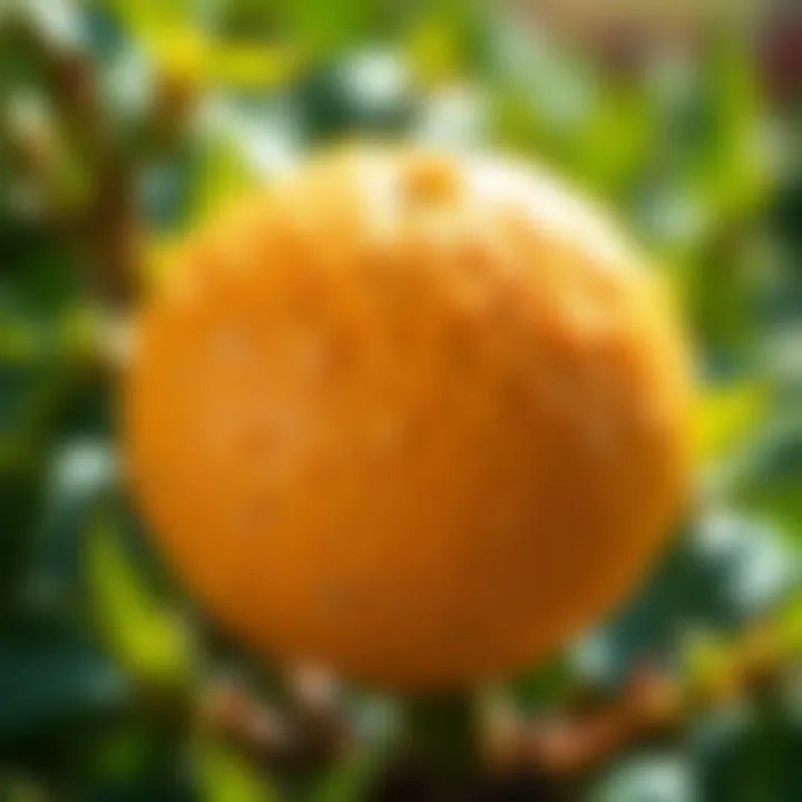 Exploring Citric Acid: A Comprehensive Guide to Fruits and Vegetables Rich in This Organic Compound Summary