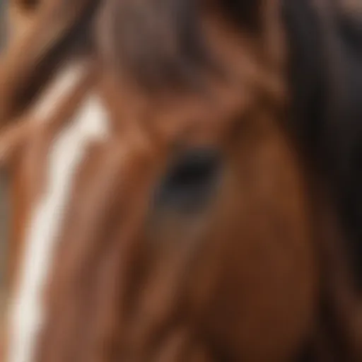 Close-up of a horse's flowing mane