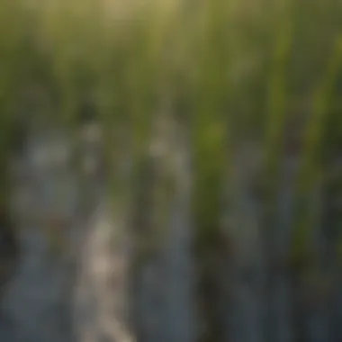Close-up of low-water grass blades showcasing their resilience