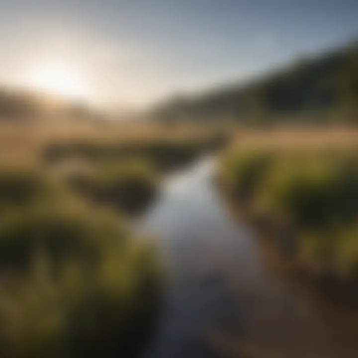 A well-maintained landscape featuring various low-water grass types