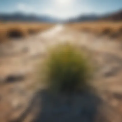 Vibrant low-water grass variety thriving in a dry landscape