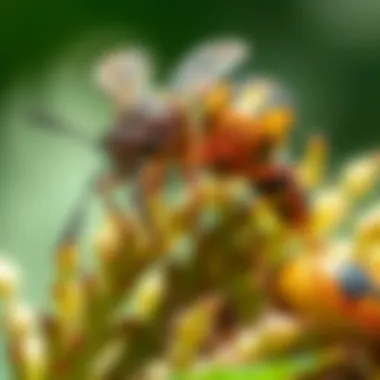 A detailed view of beneficial insects actively working in a garden ecosystem, illustrating biological pest control.