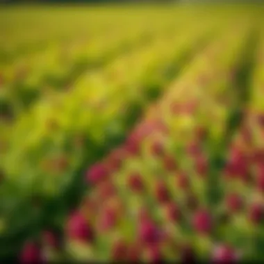 Cannaisseur cover crops flourishing in a vibrant field