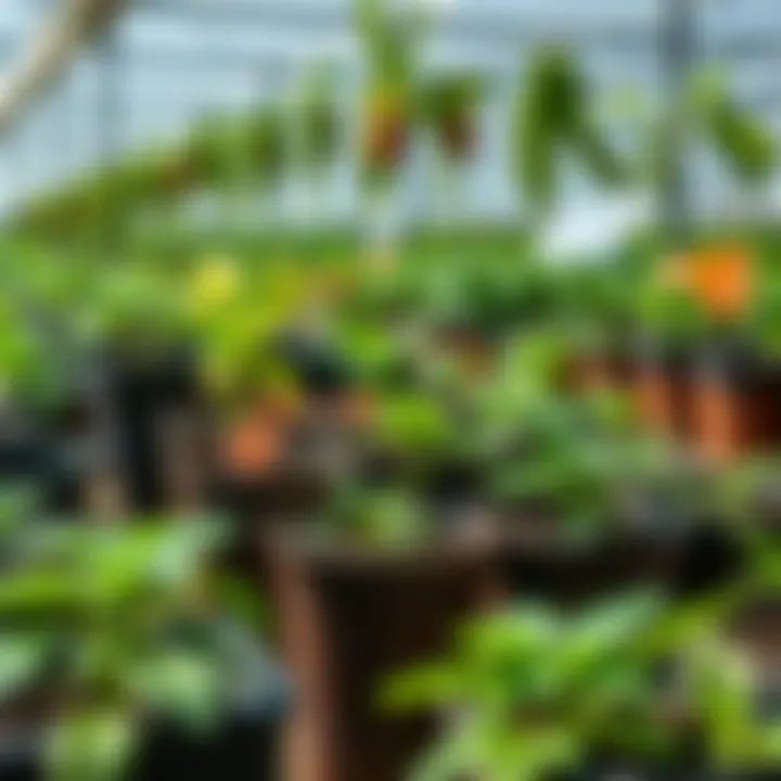 A variety of plants thriving in 7 gallon plastic nursery pots in a greenhouse setting