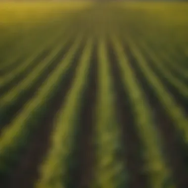 Field showcasing healthy soybean plants