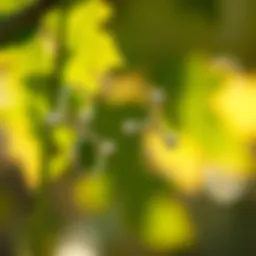 Chemical structure of chlorothalonil