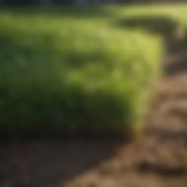 Diverse types of sod in a display