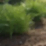 Close-up of crabgrass in a garden setting