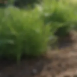 Close-up of crabgrass in a garden setting