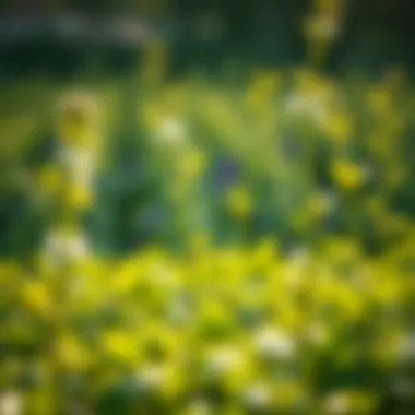 Plants thriving with Fox Farm Grow Big application