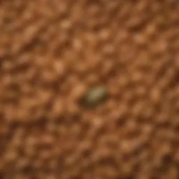 Gleaner bean head showcasing intricate design features