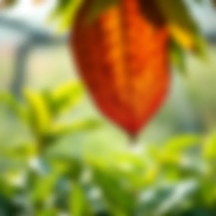 Humidity levels affecting plant growth