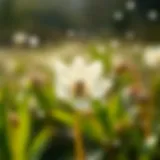 Pollen grains in the air during spring