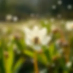 Pollen grains in the air during spring