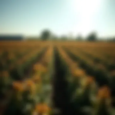 Temperature fluctuations in seasonal transitions