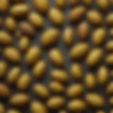 Linden tree seeds showcasing their unique characteristics
