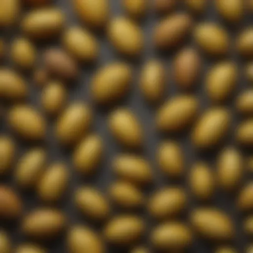 Linden tree seeds showcasing their unique characteristics