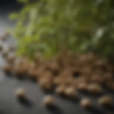 Nutritional Benefits of Linden Tree Seeds Nutritional profile highlighting the benefits of linden seeds