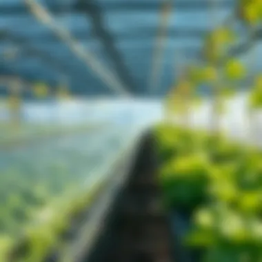 Sustainability in Aquaponics with Mylar Film Sustainable practices using Mylar film in aquaponics