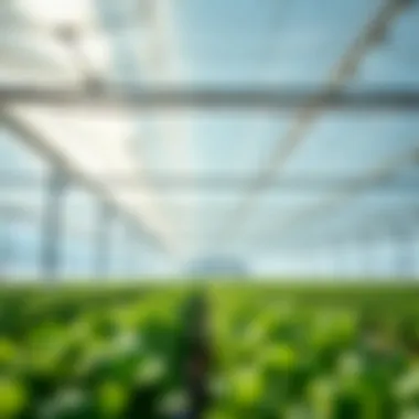 Mylar Film in Greenhouse Environments Application of Mylar film in a greenhouse setting