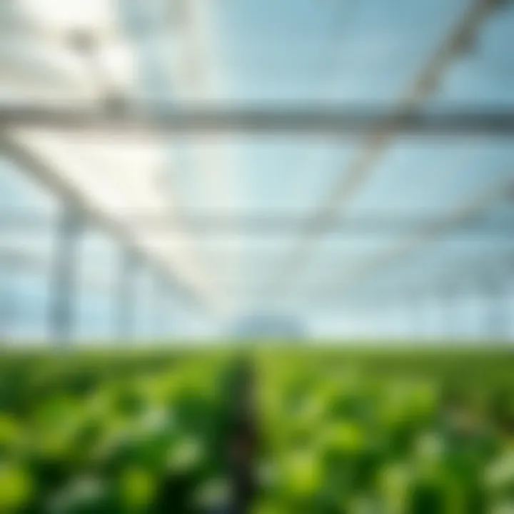 Mylar Film in Greenhouse Environments Application of Mylar film in a greenhouse setting