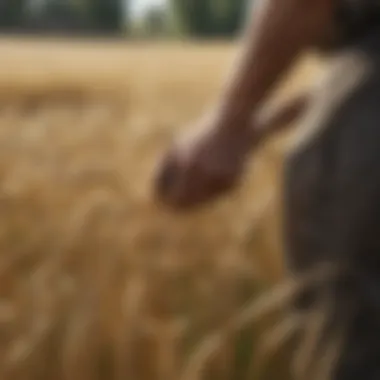 Farmers cultivating heirloom barley