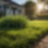 Vibrant green lawn with healthy grass