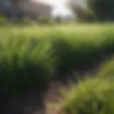 Lush green lawn showcasing different types of grass.