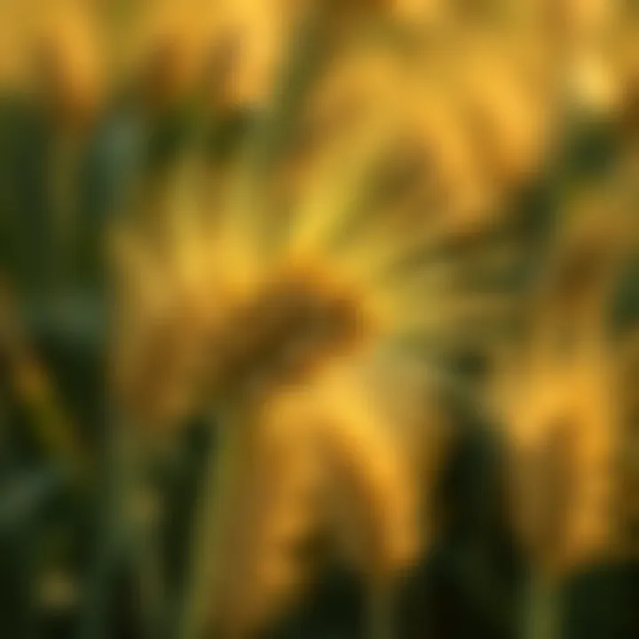 Grass Species and Wheat Yield Close-up of grass species impacting wheat yield